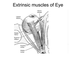 Extrinsic muscles of Eye
 