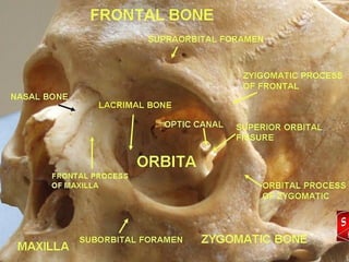 Anatomy of eye
Anatomy of eye
ORBITAL WALLS
 