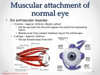 Muscular attachment of
Muscular attachment of
normal eye
normal eye
• Six extraocular muscles-
o 4 rectus – Superior, Inferior, Medial, Lateral
• Pull the eye back into the orbit against the orbital fat enclosed by
fascia.
• Muscles arise from common tendinous ring at the orbital apex.
o 2 oblique – Superior, Inferior.
• Pull eye forward away from orbit
Chaurasia; Text book of anatomy
 