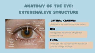 •Relevant to the health of the ocular surface.
•It regulates the amount of light that
enters the eye
•Lets light into your eye as the muscles of
your iris change its shape.
 