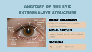 •keeps your eye lubricated and prevents
irritants from getting in..
•plays an integral role in the lacrimal duct
system
•gives support to the eyelids.
 