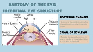•Drains out of the eyeball through outflow
channels located where the iris meets the
cornea.
•To collect the aqueous humor from the
anterior chamber of the eyeball and deliver
it to the veins of the eyeball.
 