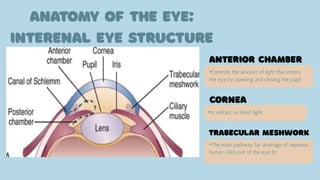•Controls the amount of light that enters
the eye by opening and closing the pupil
•to refract, or bend, light.
•The main pathway for drainage of aqueous
humor (AH) out of the eye Dr
 