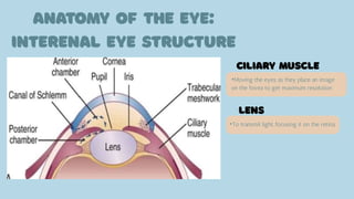•Moving the eyes as they place an image
on the fovea to get maximum resolution
•To transmit light, focusing it on the retina.
 