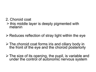 2. Choroid coat > this middle layer is deeply pigmented with melanin Reduces reflection of stray light within the eye The choroid coat forms iris and ciliary body in the front of the eye and the choroid posteriorly The size of its opening, the pupil, is variable and under the control of autonomic nervous system 