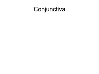 Conjunctiva 