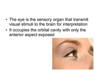 The eye is the sensory organ that transmit visual stimuli to the brain for interpretation It occupies the orbital cavity with only the anterior aspect exposed 