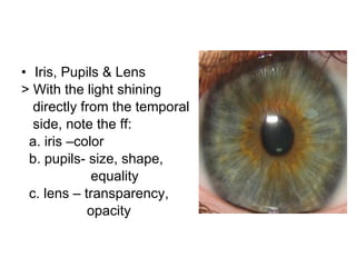 Iris, Pupils & Lens > With the light shining  directly from the temporal  side, note the ff: a. iris –color b. pupils- size, shape, equality c. lens – transparency, opacity 