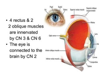 2 4 rectus & 2 2 oblique muscles are innervated by CN 3 & CN 6 The eye is connected to the brain by CN 2 
