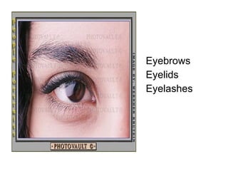 Eyebrows Eyelids Eyelashes 
