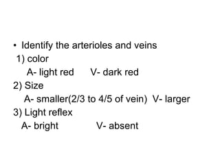 Identify the arterioles and veins 1) color  A- light red  V- dark red 2) Size A- smaller(2/3 to 4/5 of vein)  V- larger 3) Light reflex A- bright  V- absent 