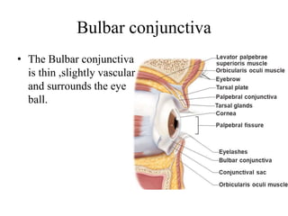 Bulbar conjunctiva
• The Bulbar conjunctiva
is thin ,slightly vascular
and surrounds the eye
ball.
 