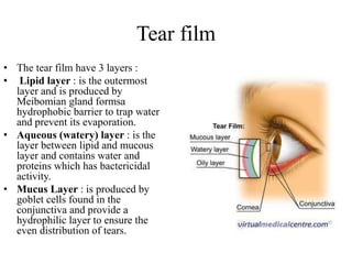 Tear film
• The tear film have 3 layers :
• Lipid layer : is the outermost
layer and is produced by
Meibomian gland formsa
hydrophobic barrier to trap water
and prevent its evaporation.
• Aqueous (watery) layer : is the
layer between lipid and mucous
layer and contains water and
proteins which has bactericidal
activity.
• Mucus Layer : is produced by
goblet cells found in the
conjunctiva and provide a
hydrophilic layer to ensure the
even distribution of tears.
 