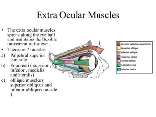 Extra Ocular Muscles
• The extra ocular muscles
spread along the eye ball
and maintains the flexible
movement of the eye .
• There are 7 muscles
a) Palpebral superior
ismuscle
b) Four recti ( superior ,
inferior , medialis
andlateralis)
c) oblique muscles (
superior obliquus and
inferior obliquus muscle
)
 