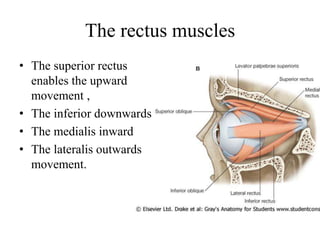 The rectus muscles
• The superior rectus
enables the upward
movement ,
• The inferior downwards
• The medialis inward
• The lateralis outwards
movement.
 