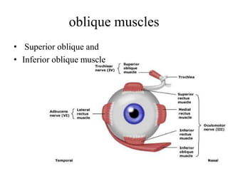 oblique muscles
• Superior oblique and
• Inferior oblique muscle
 