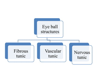 Eye ball
structures
Fibrous
tunic
Vascular
tunic
Nervous
tunic
 