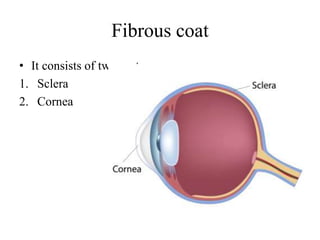 Fibrous coat
• It consists of two parts
1. Sclera
2. Cornea
 
