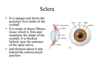 Sclera
• It is opaque and forms the
posterior five-sixths of the
eyeball.
• It is made of dense fibrous
tissue which is firm and
maintains the shape of the
eyeball. It is thickest
behind, near the entrance
of the optic nerve,
• and thinnest about 6 mm
behind the sclerocorneal
junction
 
