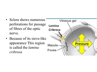 • Sclera shows numerous
perforations for passage
of fibres of the optic
nerve.
• Because of its sieve-like
appearance This region
is called the lamina
cribrosa
 