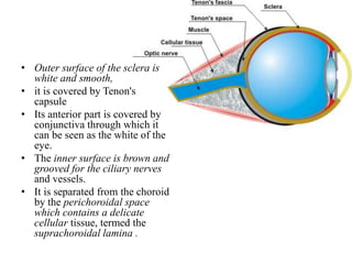 • Outer surface of the sclera is
white and smooth,
• it is covered by Tenon's
capsule
• Its anterior part is covered by
conjunctiva through which it
can be seen as the white of the
eye.
• The inner surface is brown and
grooved for the ciliary nerves
and vessels.
• It is separated from the choroid
by the perichoroidal space
which contains a delicate
cellular tissue, termed the
suprachoroidal lamina .
 