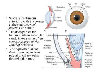 • Sclera is continuous
anteriorly with the cornea
at the sclerocorneal
junction or limbus .
• The deep part of the
limbus contains a circular
canal, known as the sinus
venosus sclerae or the
canal of Schlemm.
• The aqueous humour
drains into the anterior
scleral or ciliary veins
through this sinus.
 