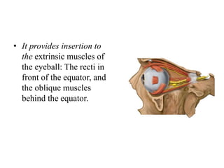 • It provides insertion to
the extrinsic muscles of
the eyeball: The recti in
front of the equator, and
the oblique muscles
behind the equator.
 