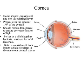 Cornea
• Dome shaped , transparent
and non vascularized layer.
• Present over the anterior
1/6th of the eyeball
• Should remain transparent
to ensure correct refraction
of light.
• Serves as a shield against
bacteria , dust and harmful
materials.
• Gets its nourishment from
lymph which circulates in
the numerous corneal spaces
 