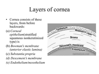 Layers of cornea
• Cornea consists of these
layers, from before
backwards:
(a) Corneal
epithelium(stratified
squamous nonkeratinized
type) is
(b) Bowman's membrane
(anterior elastic lamina)
(c) Substantia propria
(d) Descement’s membrane
(e) Endothelium/mesothelium
 