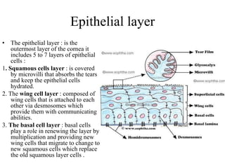Epithelial layer
• The epithelial layer : is the
outermost layer of the cornea it
includes 5 to 7 layers of epithelial
cells :
1. Squamous cells layer : is covered
by microvilli that absorbs the tears
and keep the epithelial cells
hydrated.
2. The wing cell layer : composed of
wing cells that is attached to each
other via desmosomes which
provide them with communicating
abilities.
3. The basal cell layer : basal cells
play a role in renewing the layer by
multiplication and providing new
wing cells that migrate to change to
new squamous cells which replace
the old squamous layer cells .
 