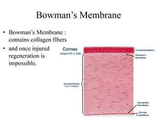 Bowman’s Membrane
• Bowman’s Membrane :
contains collagen fibers
• and once injured
regeneration is
impossible.
 