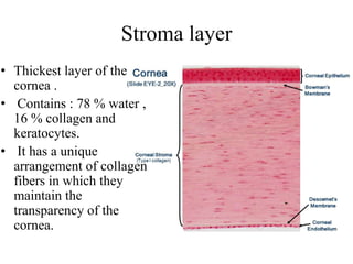 Stroma layer
• Thickest layer of the
cornea .
• Contains : 78 % water ,
16 % collagen and
keratocytes.
• It has a unique
arrangement of collagen
fibers in which they
maintain the
transparency of the
cornea.
 