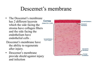 Descemet’s membrane
• The Descemet’s membrane
has 2 different layersin
which the side facing the
stroma have collagen fibers
and the side facing the
endothelium have
endothelial cells .
Descemet’s membrane have
the ability to regenerate
after injury.
• Descemet’s membrane
provide shield against injury
and infection
 