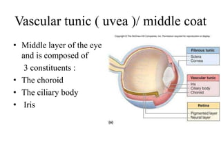 Vascular tunic ( uvea )/ middle coat
• Middle layer of the eye
and is composed of
3 constituents :
• The choroid
• The ciliary body
• Iris
 