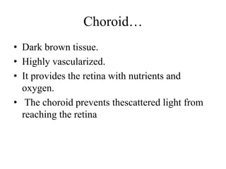 Choroid…
• Dark brown tissue.
• Highly vascularized.
• It provides the retina with nutrients and
oxygen.
• The choroid prevents thescattered light from
reaching the retina
 