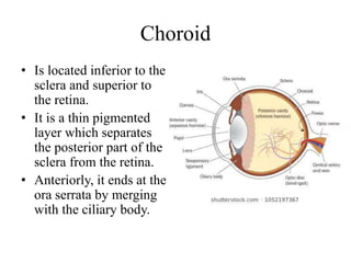 Choroid
• Is located inferior to the
sclera and superior to
the retina.
• It is a thin pigmented
layer which separates
the posterior part of the
sclera from the retina.
• Anteriorly, it ends at the
ora serrata by merging
with the ciliary body.
 