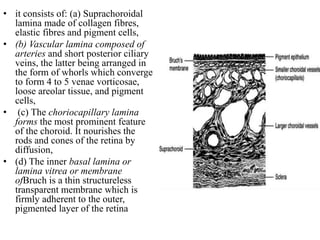 • it consists of: (a) Suprachoroidal
lamina made of collagen fibres,
elastic fibres and pigment cells,
• (b) Vascular lamina composed of
arteries and short posterior ciliary
veins, the latter being arranged in
the form of whorls which converge
to form 4 to 5 venae vorticosae,
loose areolar tissue, and pigment
cells,
• (c) The choriocapillary lamina
forms the most prominent feature
of the choroid. It nourishes the
rods and cones of the retina by
diffusion,
• (d) The inner basal lamina or
lamina vitrea or membrane
ofBruch is a thin structureless
transparent membrane which is
firmly adherent to the outer,
pigmented layer of the retina
 