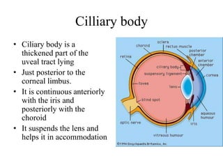 Cilliary body
• Ciliary body is a
thickened part of the
uveal tract lying
• Just posterior to the
corneal limbus.
• It is continuous anteriorly
with the iris and
posteriorly with the
choroid
• It suspends the lens and
helps it in accommodation
 