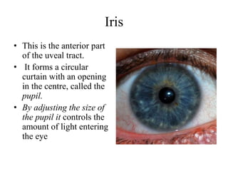 Iris
• This is the anterior part
of the uveal tract.
• It forms a circular
curtain with an opening
in the centre, called the
pupil.
• By adjusting the size of
the pupil it controls the
amount of light entering
the eye
 