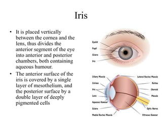 Iris
• It is placed vertically
between the cornea and the
lens, thus divides the
anterior segment of the eye
into anterior and posterior
chambers, both containing
aqueous humour.
• The anterior surface of the
iris is covered by a single
layer of mesothelium, and
the posterior surface by a
double layer of deeply
pigmented cells
 