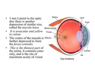 • 3 mm Lateral to the optic
disc there is another
depression of similar size,
called the macula lutea.
• It is avascular and yellow
in colour.
• The centre of the macula is
further depressed to form
the fovea centralis.
• This is the thinnest part of
the retina. It contains cones
only, and is the site of
maximum acuity of vision
 