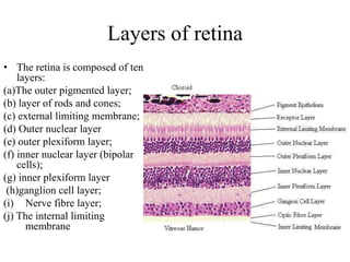Layers of retina
• The retina is composed of ten
layers:
(a)The outer pigmented layer;
(b) layer of rods and cones;
(c) external limiting membrane;
(d) Outer nuclear layer
(e) outer plexiform layer;
(f) inner nuclear layer (bipolar
cells);
(g) inner plexiform layer
(h)ganglion cell layer;
(i) Nerve fibre layer;
(j) The internal limiting
membrane
 