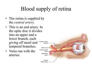 Blood supply of retina
• The retina is supplied by
the central artery.
• This is an end artery. In
the optic disc it divides
into an upper and a
lower branch, each
giving off nasal and
temporal branches.
• Veins run with the
arteries
 