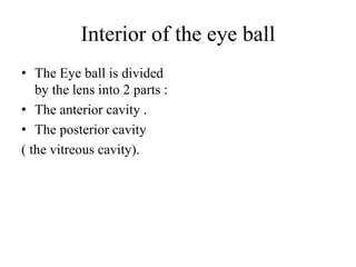 Interior of the eye ball
• The Eye ball is divided
by the lens into 2 parts :
• The anterior cavity .
• The posterior cavity
( the vitreous cavity).
 