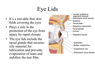 Eye Lids
• It’s a movable thin skin
folds covering the eyes
• Plays a role in the
protection of the eye from
injury by rapid closure.
• The eye lids include the
tarsal glands that secretes
oily material for
lubrication and prevents
evaporation of tears and
stabilize the tear film.
 