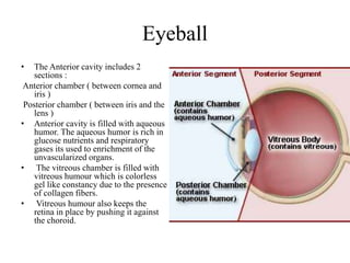 Eyeball
• The Anterior cavity includes 2
sections :
Anterior chamber ( between cornea and
iris )
Posterior chamber ( between iris and the
lens )
• Anterior cavity is filled with aqueous
humor. The aqueous humor is rich in
glucose nutrients and respiratory
gases its used to enrichment of the
unvascularized organs.
• The vitreous chamber is filled with
vitreous humour which is colorless
gel like constancy due to the presence
of collagen fibers.
• Vitreous humour also keeps the
retina in place by pushing it against
the choroid.
 