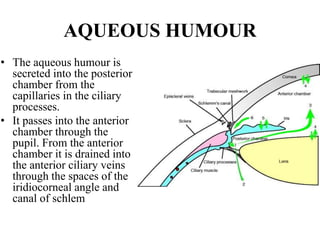 AQUEOUS HUMOUR
• The aqueous humour is
secreted into the posterior
chamber from the
capillaries in the ciliary
processes.
• It passes into the anterior
chamber through the
pupil. From the anterior
chamber it is drained into
the anterior ciliary veins
through the spaces of the
iridiocorneal angle and
canal of schlem
 