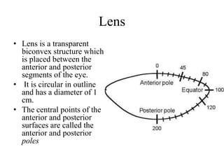 Lens
• Lens is a transparent
biconvex structure which
is placed between the
anterior and posterior
segments of the eye.
• It is circular in outline
and has a diameter of 1
cm.
• The central points of the
anterior and posterior
surfaces are called the
anterior and posterior
poles
 