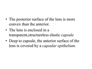 • The posterior surface of the lens is more
convex than the anterior.
• The lens is enclosed in a
transparent,structureless elastic capsule
• Deep to capsule, the anterior surface of the
lens is covered by a capsular epithelium.
 