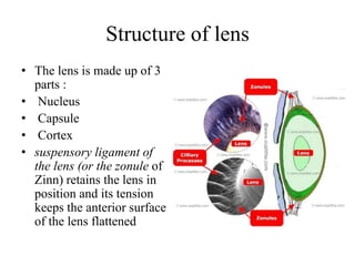 Structure of lens
• The lens is made up of 3
parts :
• Nucleus
• Capsule
• Cortex
• suspensory ligament of
the lens (or the zonule of
Zinn) retains the lens in
position and its tension
keeps the anterior surface
of the lens flattened
 